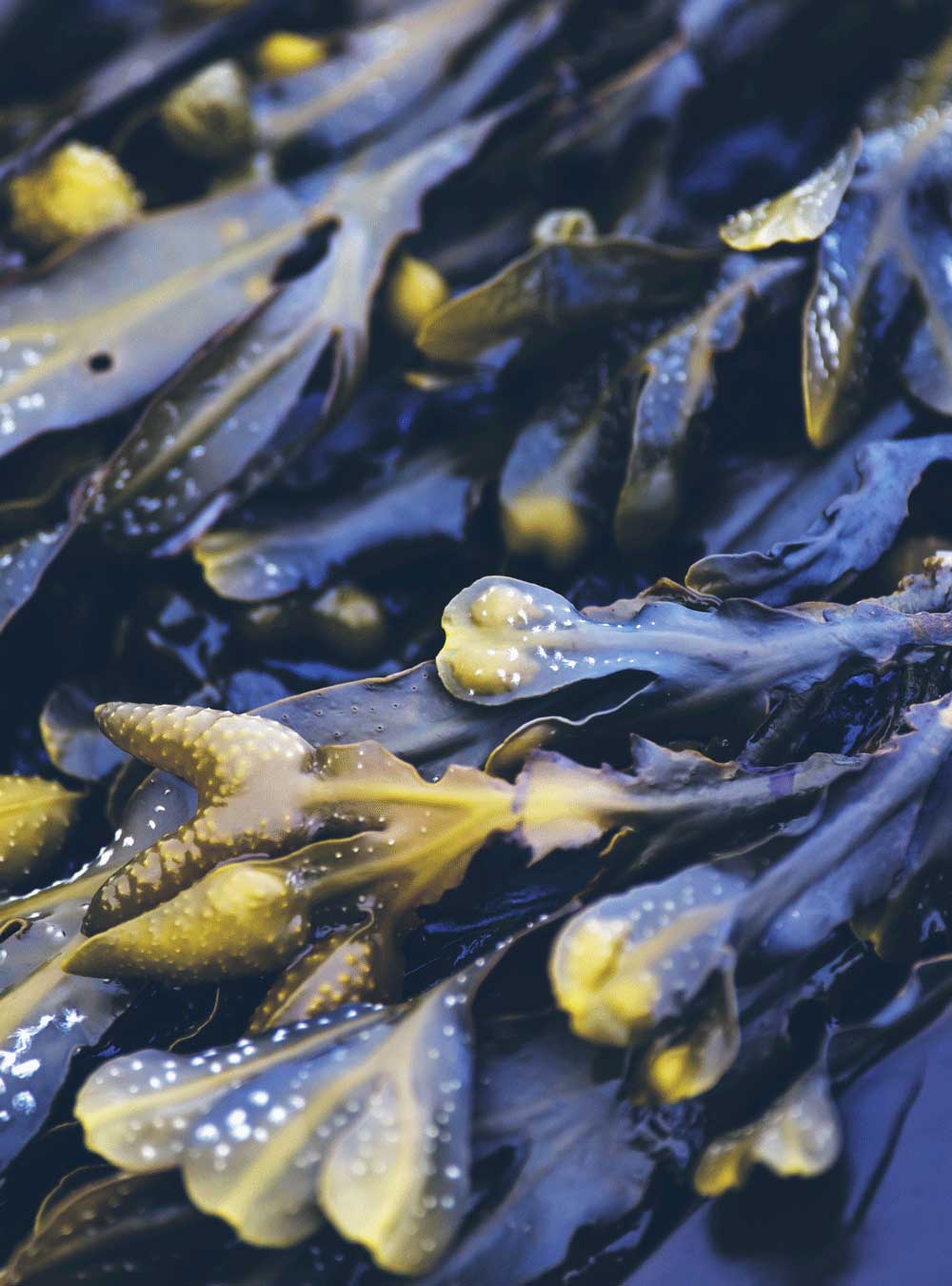 RAUSCH Seaweed Degreasing Shampoo