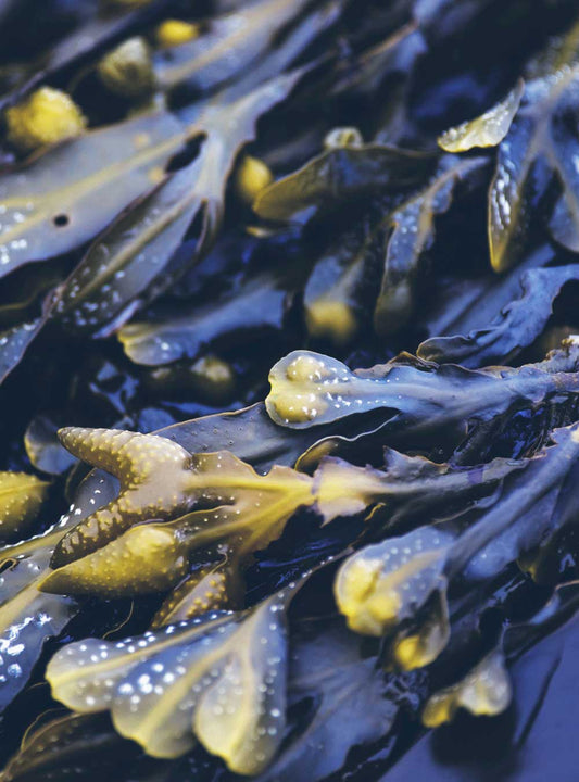 RAUSCH Seaweed Degreasing Shampoo